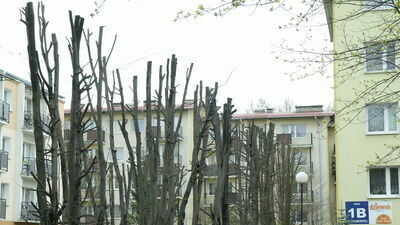 Kilkadziesiąt drzew uszkodzono koło jednego z bloków przy ul. Kosmowskiej w Lublinie