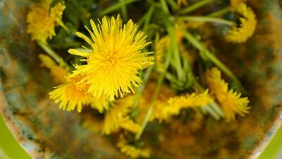 Mniszek na widelcu zastąpi rukolę i kapary. Co można z niego zrobić? [przepisy]