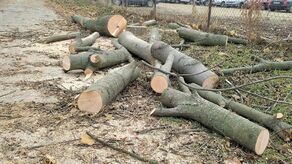 Drzewa wycięto w połowie listopada