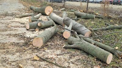 Drzewa wycięto w połowie listopada