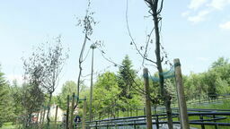 Uschła zdecydowana większość drzew posadzonych na zlecenie miasta przy okazji budowy chodnika z osiedla Poręba do przystanku PKP Lublin Zachodni. Obumarłe sadzonki mają być zastąpione nowymi na koszt firmy, która prowadziła tu prace