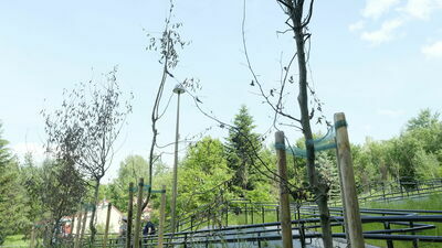 Uschła zdecydowana większość drzew posadzonych na zlecenie miasta przy okazji budowy chodnika z osiedla Poręba do przystanku PKP Lublin Zachodni. Obumarłe sadzonki mają być zastąpione nowymi na koszt firmy, która prowadziła tu prace