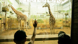 Podobno żyrafy przypadły sobie do gustu