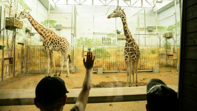 Podobno żyrafy przypadły sobie do gustu