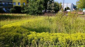 Miasto urządziło skwer między blokami i o nim zapomniało. Zapuszczony z uschniętymi drzewami