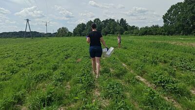 Sezon na truskawki. Jak wydać na owoce 200 zł zamiast 450