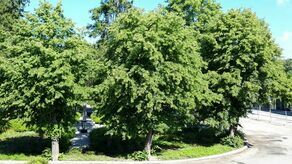 Lipy na skwerze pójdą pod topór? Opinie ekspertów nie pozostawiają złudzeń