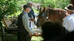 Na końskim targu w Lublinie