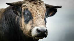 Byki uciekły rolnikowi. Poturbowany strażak