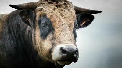 Byki uciekły rolnikowi. Poturbowany strażak