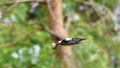 Franek jest mistrzem w rozłupywaniu włoskich orzechów
