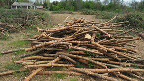Aby legalnie zbierać w lesie gałęzie (formalnie nazywa się to samowyrobem) należy zgłosić się do miejscowego leśniczego. – Rozpoczęcie pracy może nastąpić po przeprowadzeniu instruktażu BHP, który musi być potwierdzony podpisanym przez zainteresowanego zezwoleniem na samowyrób – dodaje rzeczniczka RDLP w Lublinie.