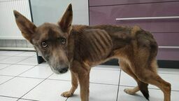 Suczka Mela tuż po przywiezieniu jej do lecznicy weterynaryjnej w Puławach ważyła niecałe 9 kg. Dwa razy mniej, niż powinna. Niestety, pies nie przyjmuje pokarmu. Jego układ pokarmowy nie funkcjonuje