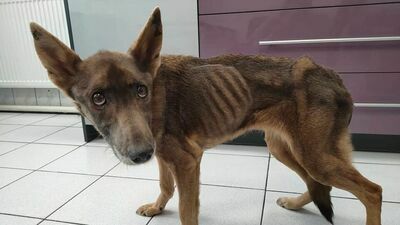 Suczka Mela tuż po przywiezieniu jej do lecznicy weterynaryjnej w Puławach ważyła niecałe 9 kg. Dwa razy mniej, niż powinna. Niestety, pies nie przyjmuje pokarmu. Jego układ pokarmowy nie funkcjonuje