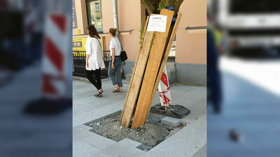 Przebudowa ul. 1 Maja w Lublinie. Mieszkaniec pyta, czy to drzewo przeżyje