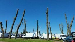 Są pierwsze konsekwencje za ogołocone drzewa w Radzyniu Podlaskim