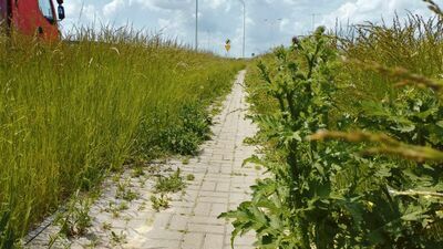 Lublin: Chodnikami zawładnęła zieleń, pieszym zostało niewiele miejsca