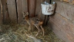 Zabrał małą sarnę z łąki i przez tydzień się nią "opiekował". Wyjaśniamy, dlaczego to nieodpowiedzialne zachowanie