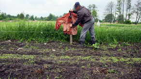 Rolnik na zmianę z żoną pilnuje pola. I tak to nic nie daje