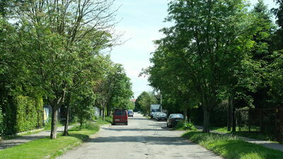 Lublin. Chirurg zajmie się starymi drzewami
