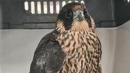 Ranny sokół w szpitalu po wypadku. "Rzucił się na jedzenie"