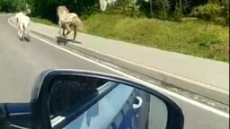 Kucyki wybrały wolność, ale natknęły się na radiowóz