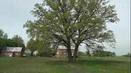 Dąb Alojzy stał się pomnikiem przyrody i przeszkadza drogowcom. Co z autostradą A2?