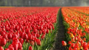 Praca sezonowa w Holandii. Co warto wiedzieć, ile można zarobić?