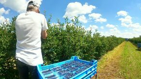 Zbiory jagody w Jasionce