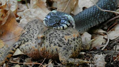 A to żmija! Czy może jednak sympatyczne zwierzę?