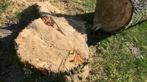 Mieszkańców denerwuje, że park traci zdrowe drzewa