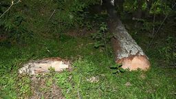 Śmierć w lesie. Ścięte drzewo przygniotło człowieka