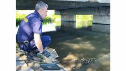 Kacza akcja Straży Miejskiej. Trzeba było zwabić