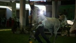 W niedzielę janowska stadnina organizuje dzień otwarty. Będzie można pozwiedzać stajnie, zobaczyć pokazy koni. Działalność wznowi też restauracja „Bałałajka”