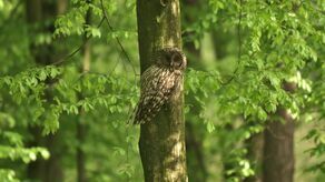 Gatunki leśne sów żyjących w Roztoczańskim Parku Narodowym radzą sobie świetnie. Na zdjęciu puszczyk uralski
