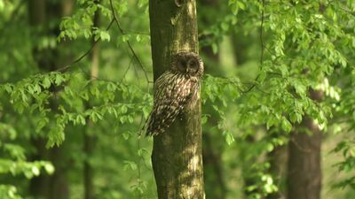 Gatunki leśne sów żyjących w Roztoczańskim Parku Narodowym radzą sobie świetnie. Na zdjęciu puszczyk uralski