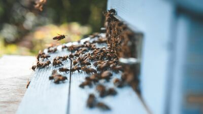 Ile są warte ule na wieżowcach? "Przerażają mnie ule na dachach"
