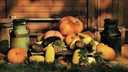 Hokkaido, makaronowa, zwyczajna. Wybrane dania z dyni [przepisy]