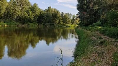 Bug w Kuzawce w gminie Hanna 