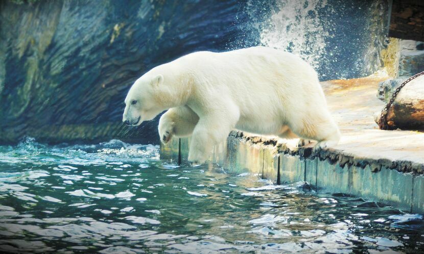 Niedźwiedzie polarne w czasie upałów uwielbiają chłodzić się w basenach
