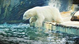 Niedźwiedzie polarne w czasie upałów uwielbiają chłodzić się w basenach