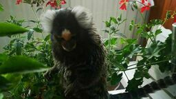 Właścicielka egzotycznego zwierzęcia cały dzień szukała swojego pupila. Sąsiadka: Mam małpę na balkonie