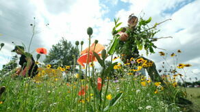 Łąka kwietna w mieście