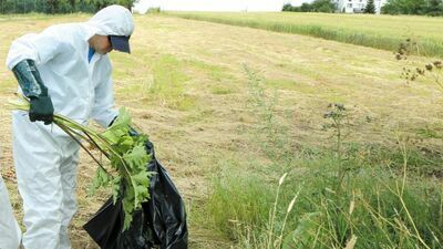 Lublin. Wystarczy przejść obok takiej rośliny, żeby się poparzyć