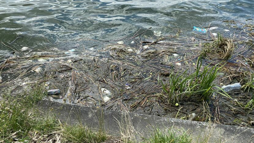 Martwe ryby przynajmniej od kilku dni pływają w Zalewie Zemborzyckim w Lublinie od strony Dąbrowy