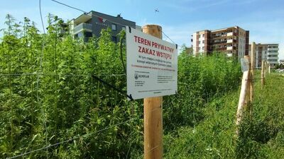 Na słynnym polu przy ul. Jantarowej w Lublinie coraz częśćiej pojawiają się konopni turyści