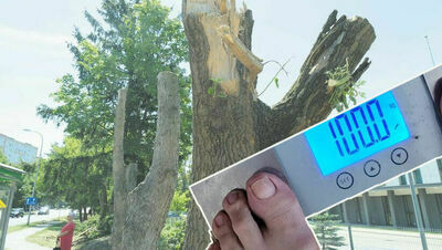 Drzewo i stopy radnego