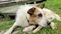 W styczniu w życie wejdą wyśrubowane wymogi weterynaryjne w schroniskach dla zwierząt