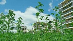 Tego nie zobaczy się w innym mieście. Las konopi wyrósł w Lublinie między blokami