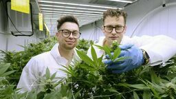 Koniec zarabiania na pomidorach. Witajcie w konopnej dżungli